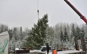 Uzstādīta galvenā Ziemassvētku egle