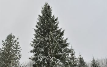 Uzstādīta galvenā Ziemassvētku egle